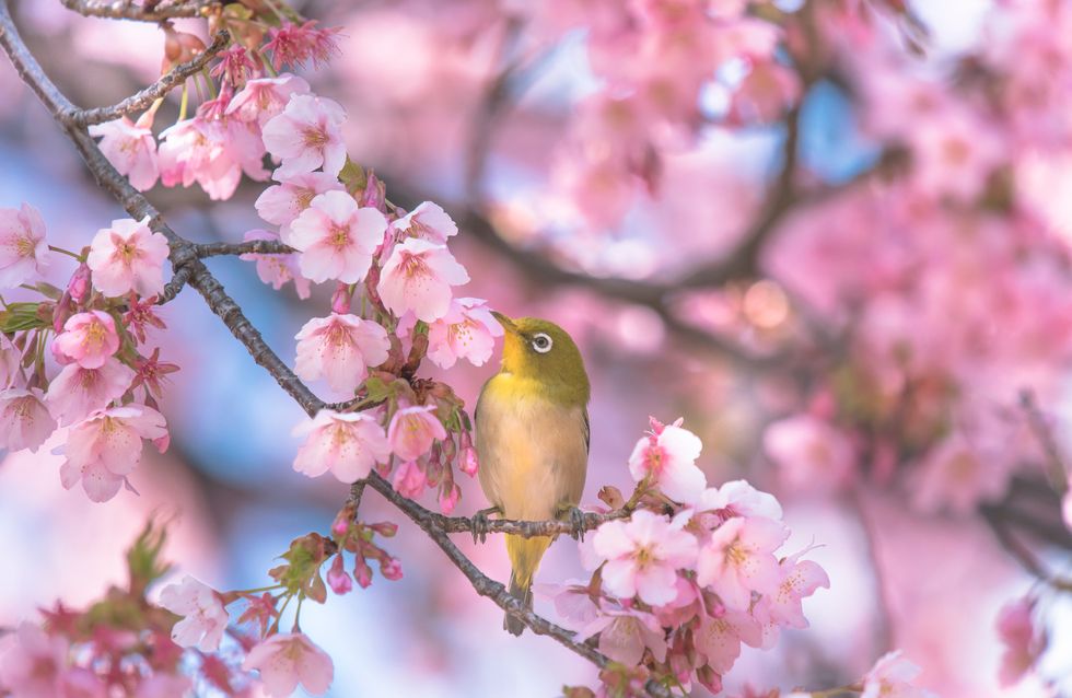 In tutti i sensi – Se una giornata di primavera una pittrice﻿ 1/5