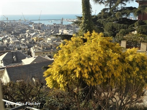 Mimose in gennaio, cambiamento climatico.